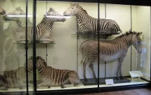 Visit Natural History Museum at Tring