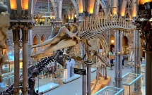 Visit Oxford University Museum of Natural History